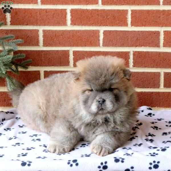 Cookie, Chow Chow Puppy