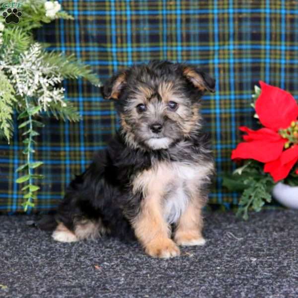 Cookie, Yorkie-Chon Puppy