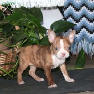 Cookie, Boston Terrier Puppy