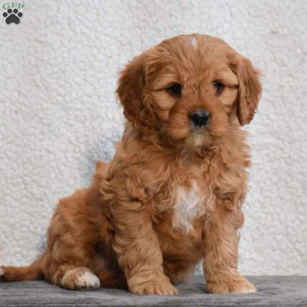 Cooper, Cavapoo Puppy