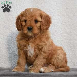 Cooper, Cavapoo Puppy