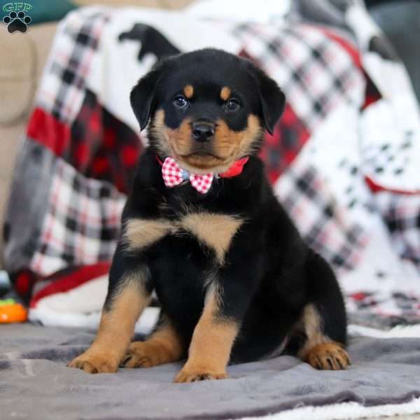 Cooper, Rottweiler Puppy