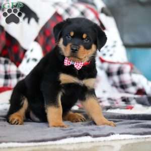 Cooper, Rottweiler Puppy