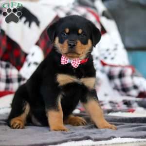 Cooper, Rottweiler Puppy