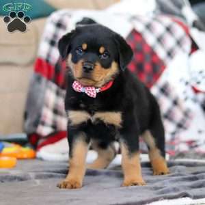 Cooper, Rottweiler Puppy