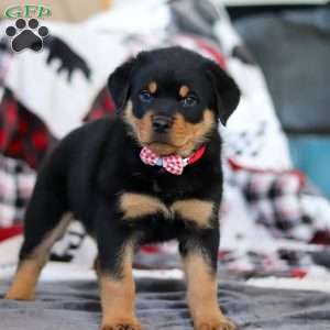 Cooper, Rottweiler Puppy