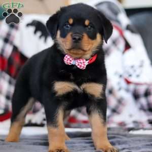 Cooper, Rottweiler Puppy