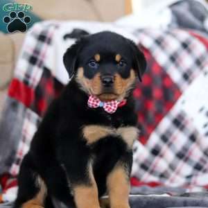 Cooper, Rottweiler Puppy