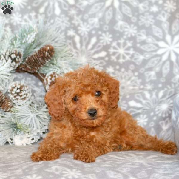 Cooper, Cavapoo Puppy