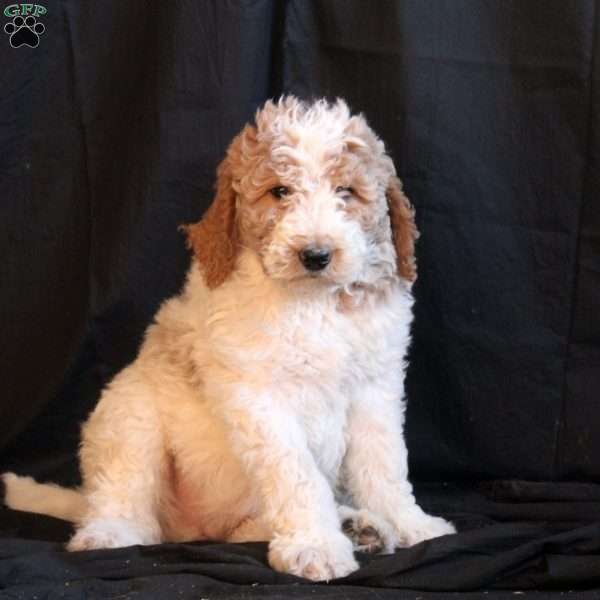 Cooper, Goldendoodle Puppy