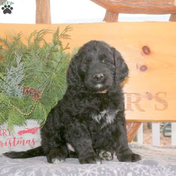 Cooper, Goldendoodle Puppy