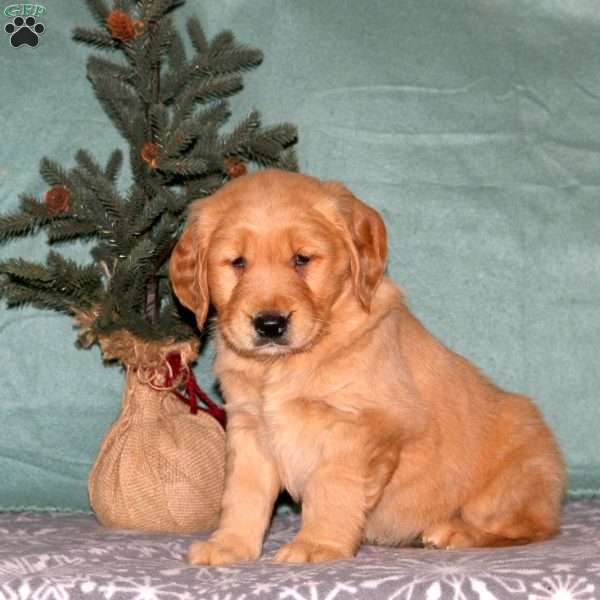 Cooper, Golden Retriever Puppy