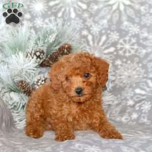 Cooper, Cavapoo Puppy