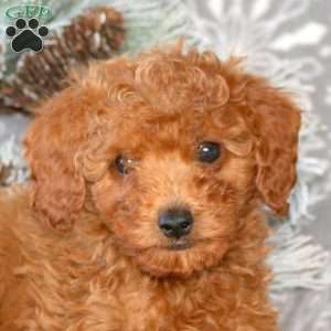 Cooper, Cavapoo Puppy