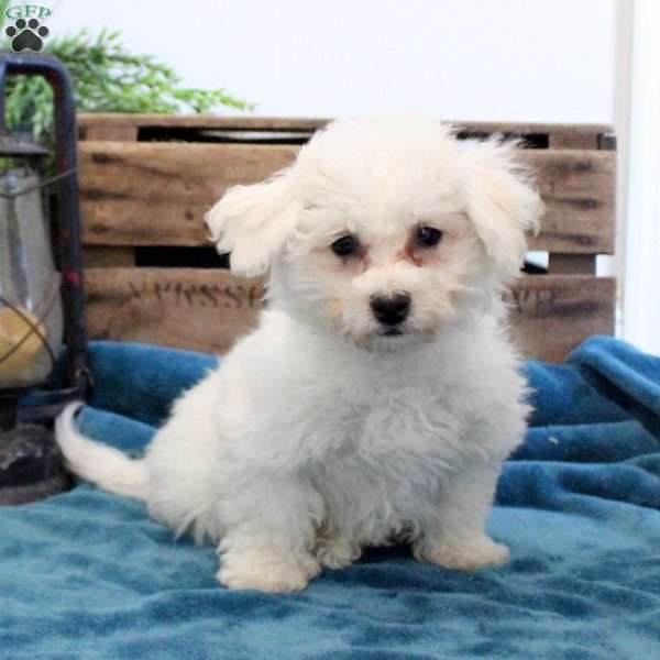 Cooper, Bichon Frise Puppy