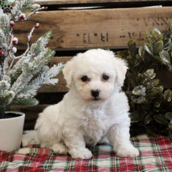 Cooper, Bichon Frise Puppy