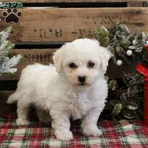 Cooper, Bichon Frise Puppy