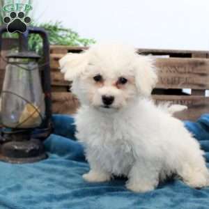 Cooper, Bichon Frise Puppy