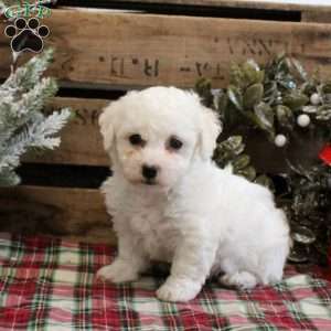 Cooper, Bichon Frise Puppy