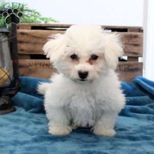 Cooper, Bichon Frise Puppy