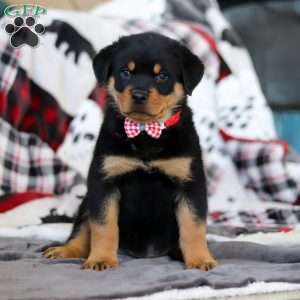 Cooper, Rottweiler Puppy