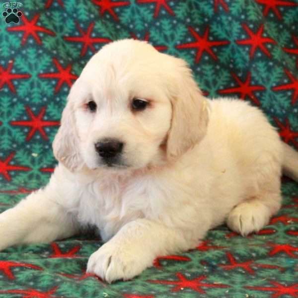 Costis, English Cream Golden Retriever Puppy