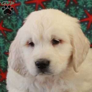 Costis, English Cream Golden Retriever Puppy