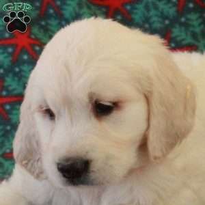 Costis, English Cream Golden Retriever Puppy