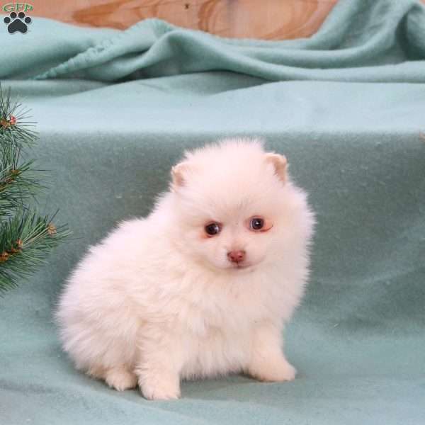 Cream Puff, Pomeranian Puppy