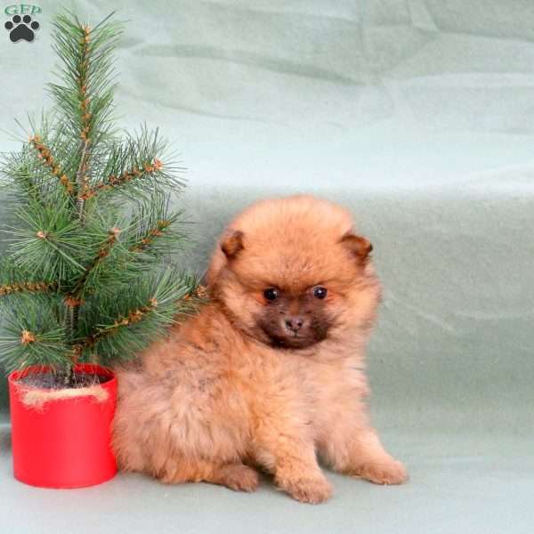 Cringle, Pomeranian Puppy