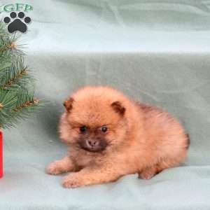 Cringle, Pomeranian Puppy