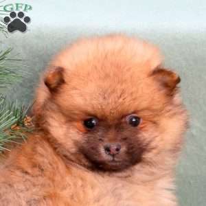 Cringle, Pomeranian Puppy