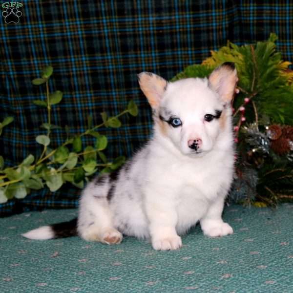 Crissy, Pembroke Welsh Corgi Puppy