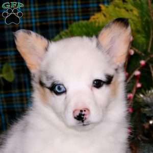 Crissy, Pembroke Welsh Corgi Puppy