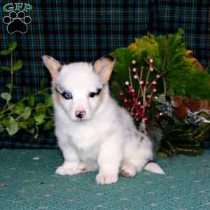 Crissy, Pembroke Welsh Corgi Puppy