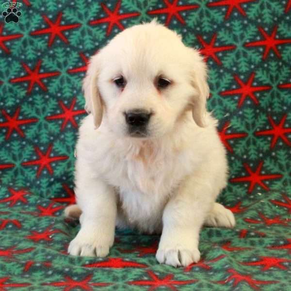 Crystal, English Cream Golden Retriever Puppy