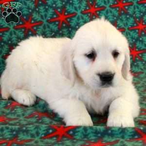 Crystal, English Cream Golden Retriever Puppy