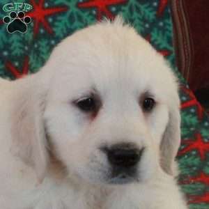 Crystal, English Cream Golden Retriever Puppy