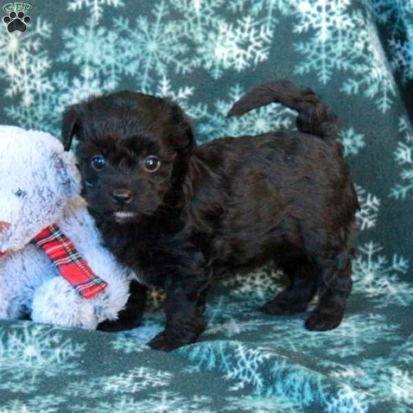 Cupid, Miniature Poodle Puppy