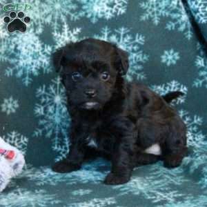 Cupid, Miniature Poodle Puppy