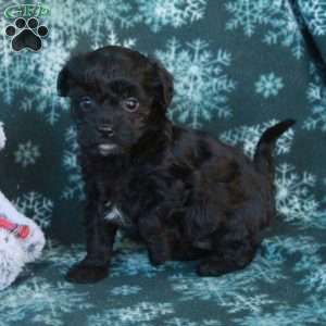 Cupid, Miniature Poodle Puppy