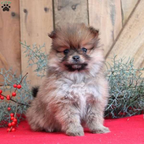 Cutie Pie, Pomeranian Puppy