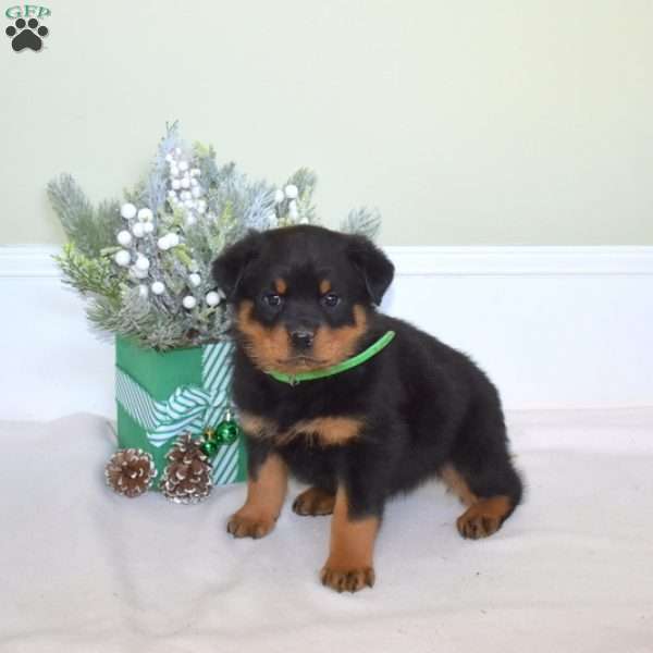 Czar, Rottweiler Puppy