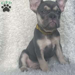 Penelope, French Bulldog Puppy