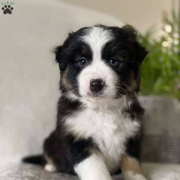 Garret, Miniature Australian Shepherd Puppy