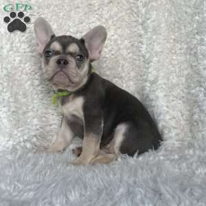 Olive, French Bulldog Puppy