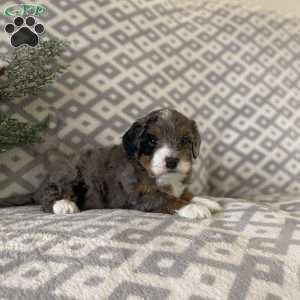 Marshall, Mini Bernedoodle Puppy