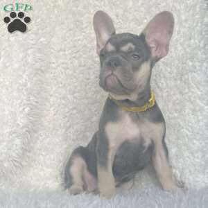 Penelope, French Bulldog Puppy