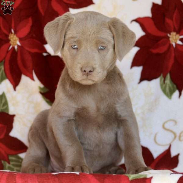 Ginger, Silver Labrador Retriever Puppy