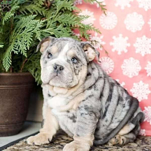 Platinum, English Bulldog Puppy